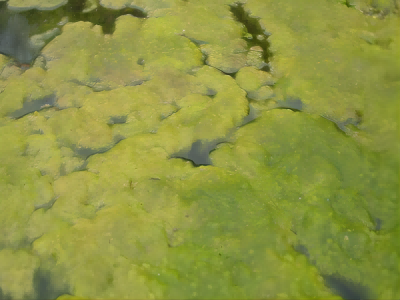 微生物的分類 微生物的分類