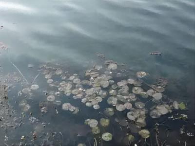 微生物的分類—特殊的細菌 微生物的分類—特殊的細菌